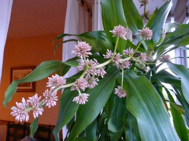 5 loại cây nở hoa là có "điềm" cho gia chủ